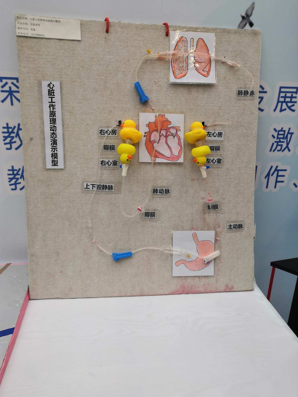 自制教具齊爭彩，科技創(chuàng)新領(lǐng)未來 教學(xué)模型與教具銷售新風(fēng)尚